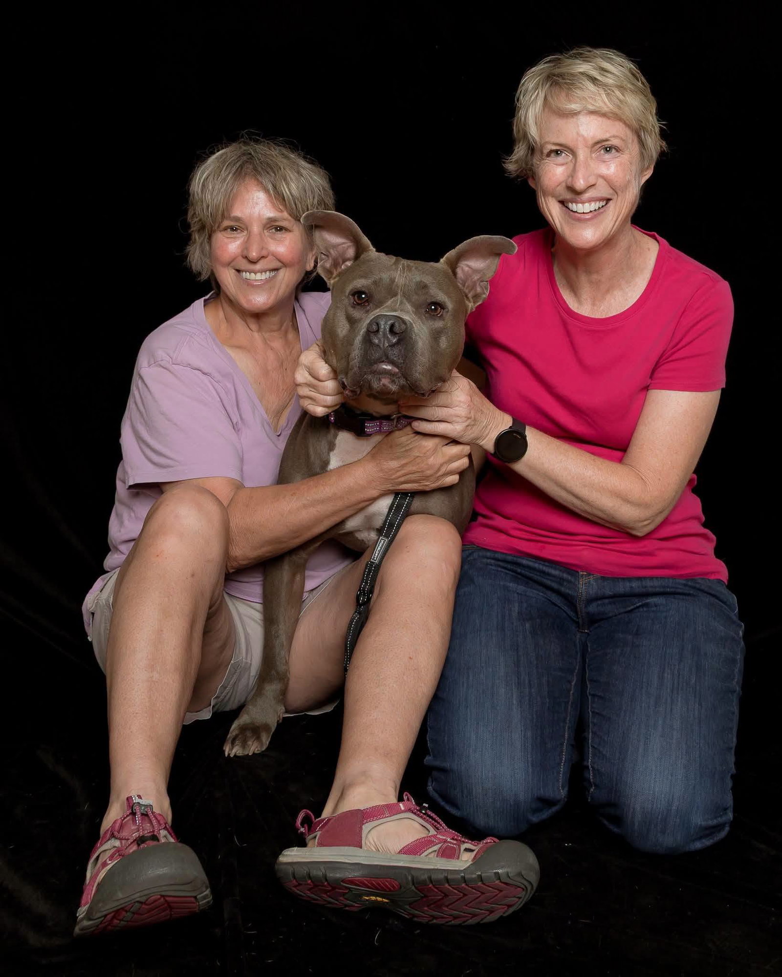 Murphy (formerly known as Morgan), a adult male American Staffordshire Terrier Mix