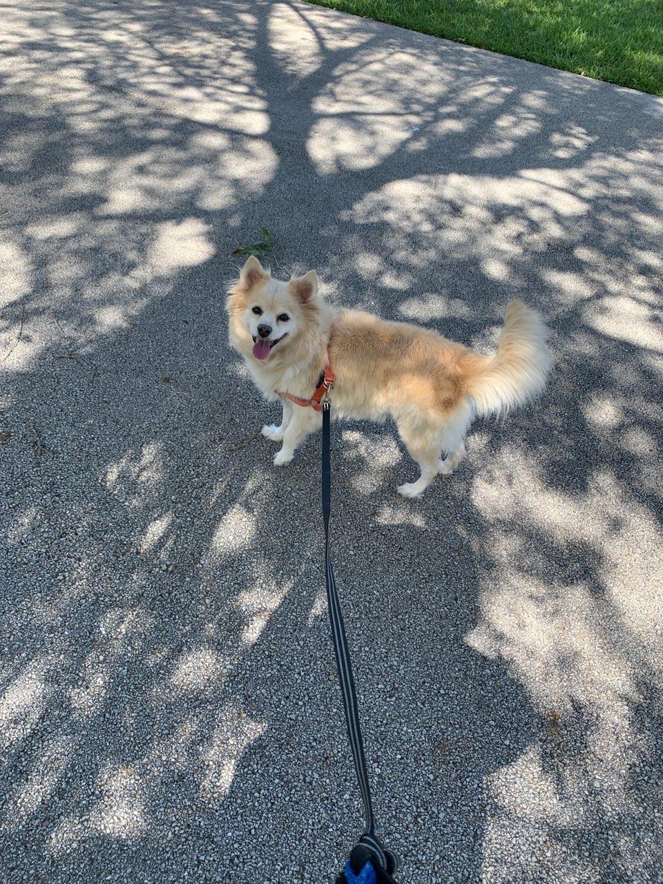 COURTESY POST: Princess, a senior female Pomeranian