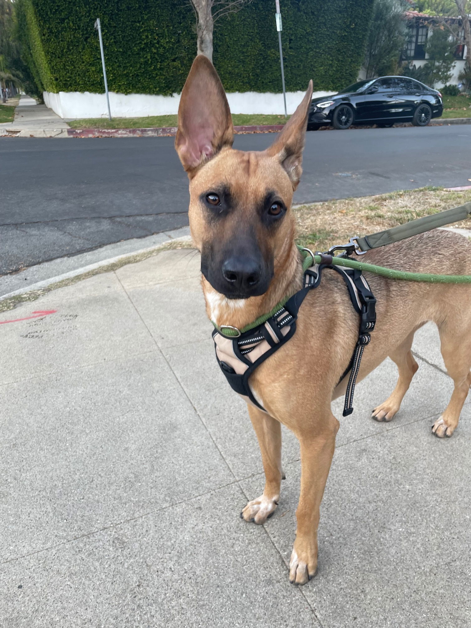 Poppy, a young female Belgian Shepherd Malinois