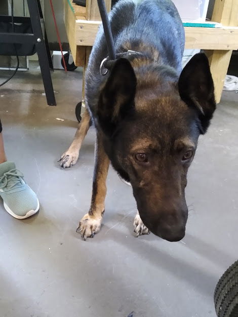 Sherlock, a adult male German Shepherd Dog / Belgian Shepherd Malinois Mix