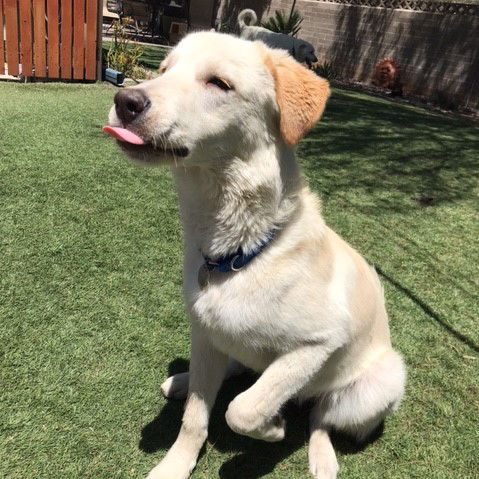 Prescott, a young male Yellow Labrador Retriever Mix