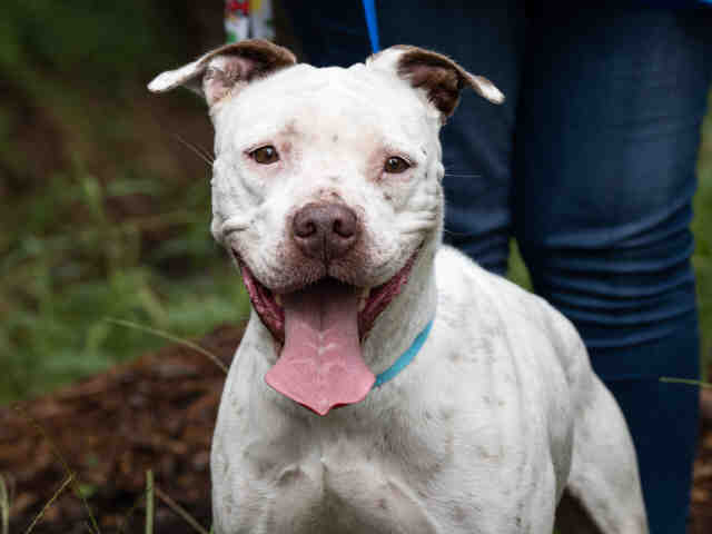 LIZZIE, a adult female Labrador Retriever / Pit Bull Terrier Mix