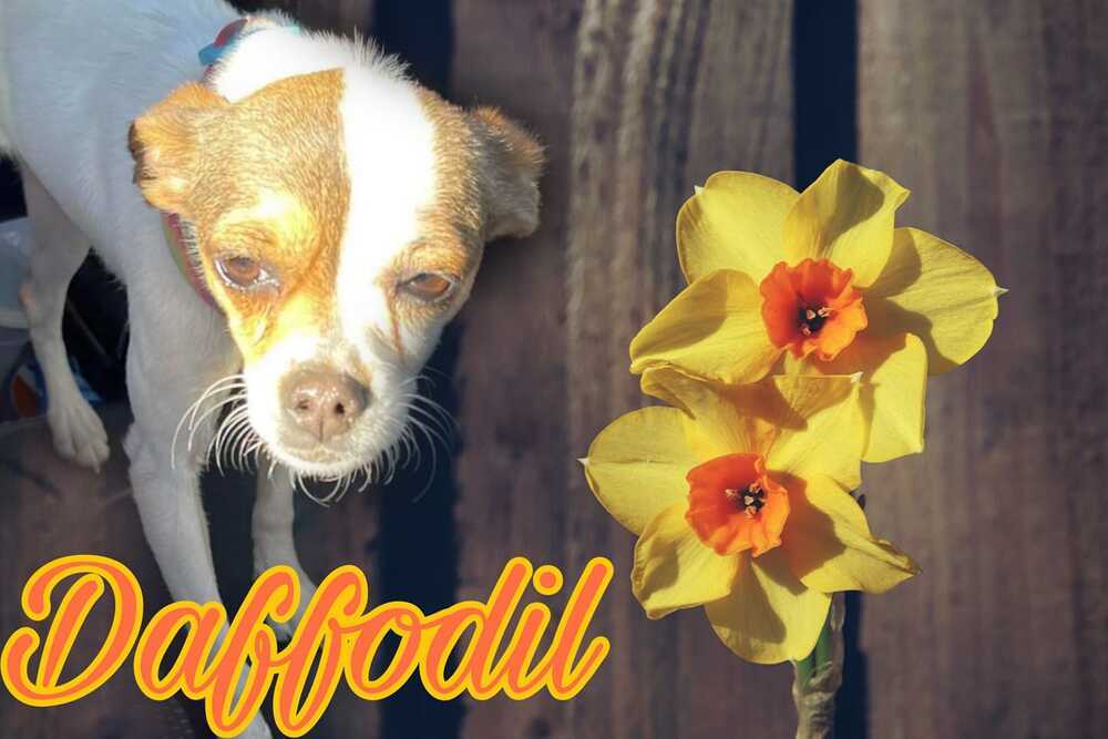 Daffodil, a adult female Chihuahua