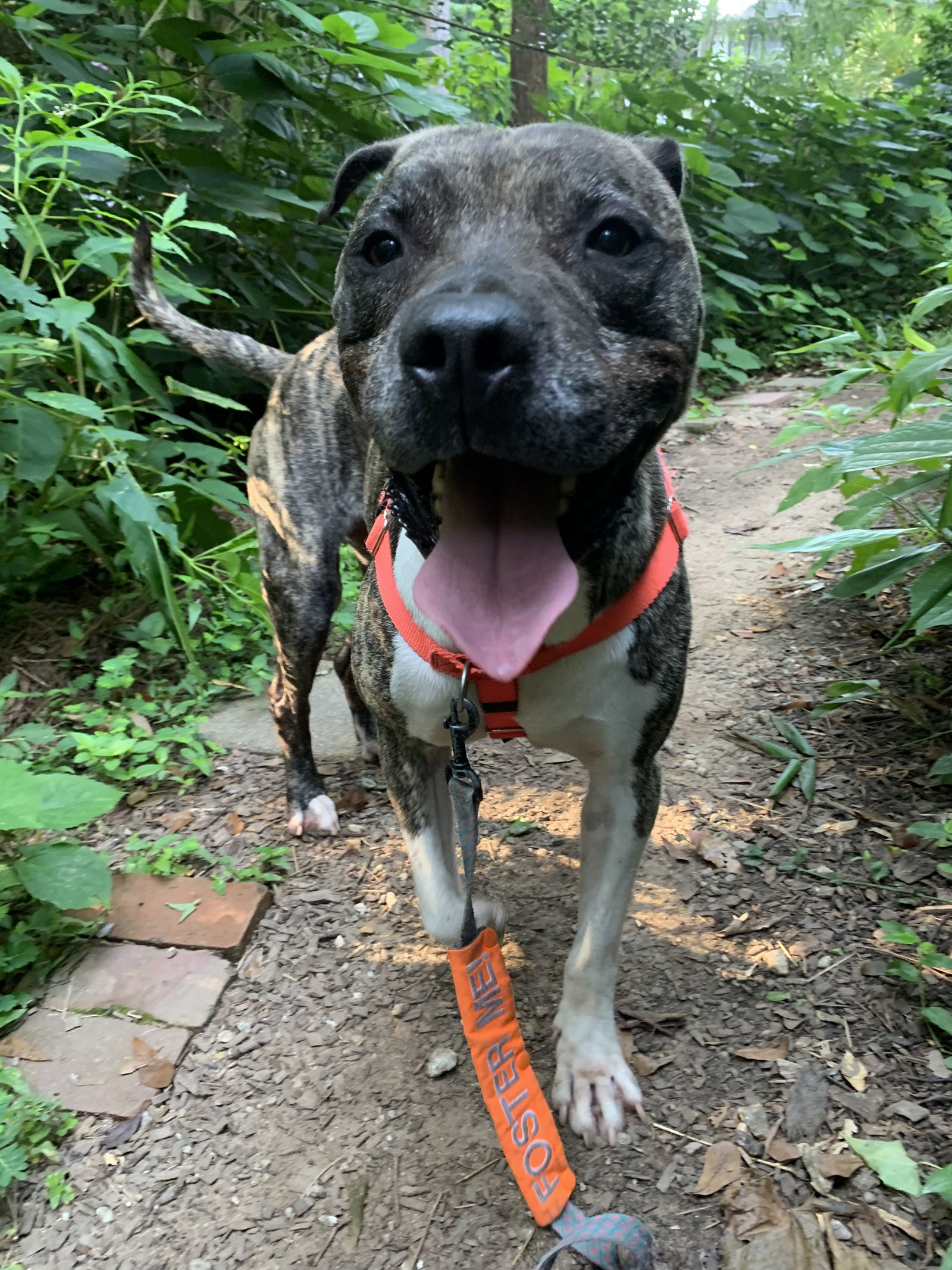 Hector *FOSTER NEEDED TOO!, a senior male Staffordshire Bull Terrier / Mastiff Mix
