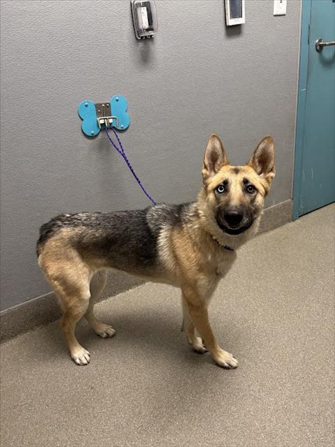 *STARBUCKS, a adult female German Shepherd Dog Mix