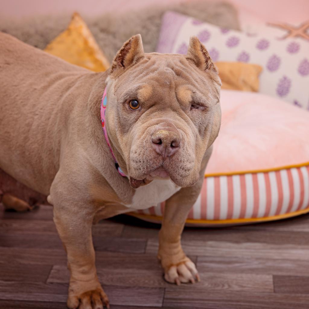 Moo Moo, a adult female American Staffordshire Terrier Mix