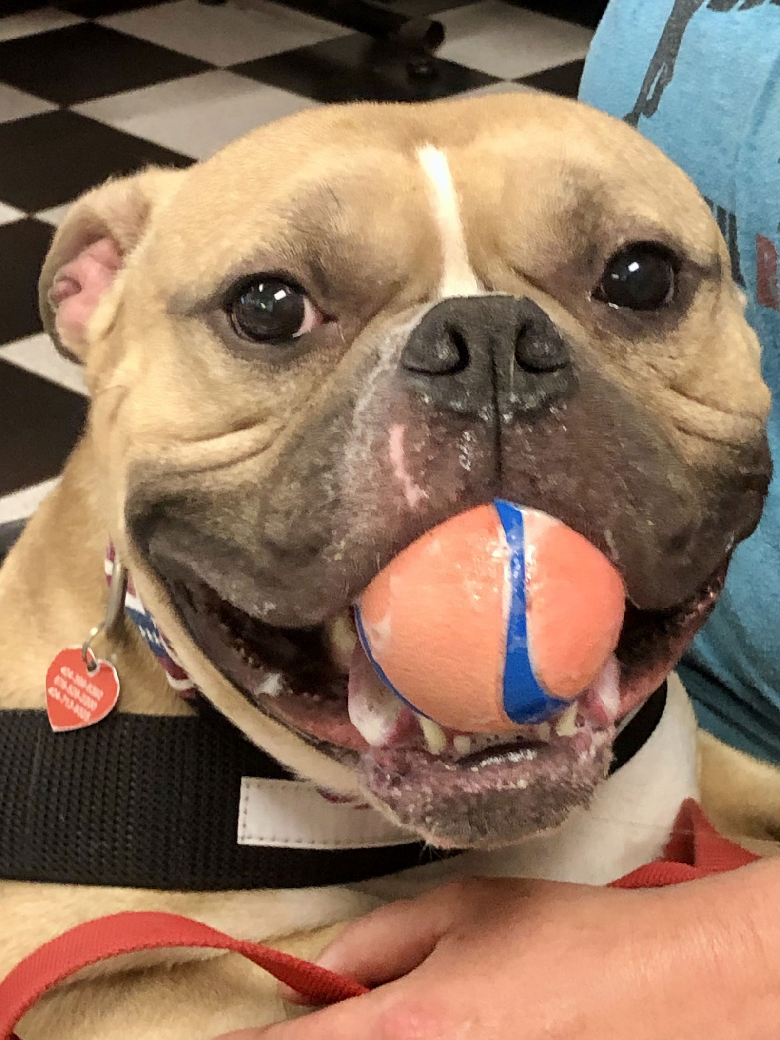 Zuko, a adult male Bulldog Mix