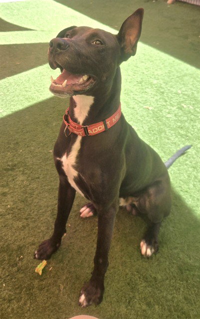 *BACH, a adult male Pit Bull Terrier / Great Dane Mix