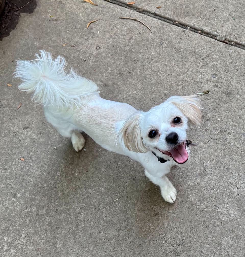 Rex, a young male Shih Tzu Mix