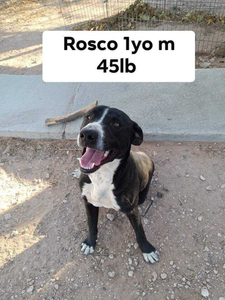 Rosco, a adult male Pit Bull Terrier