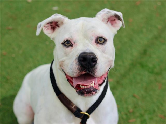 RONDA, a senior female Boxer
