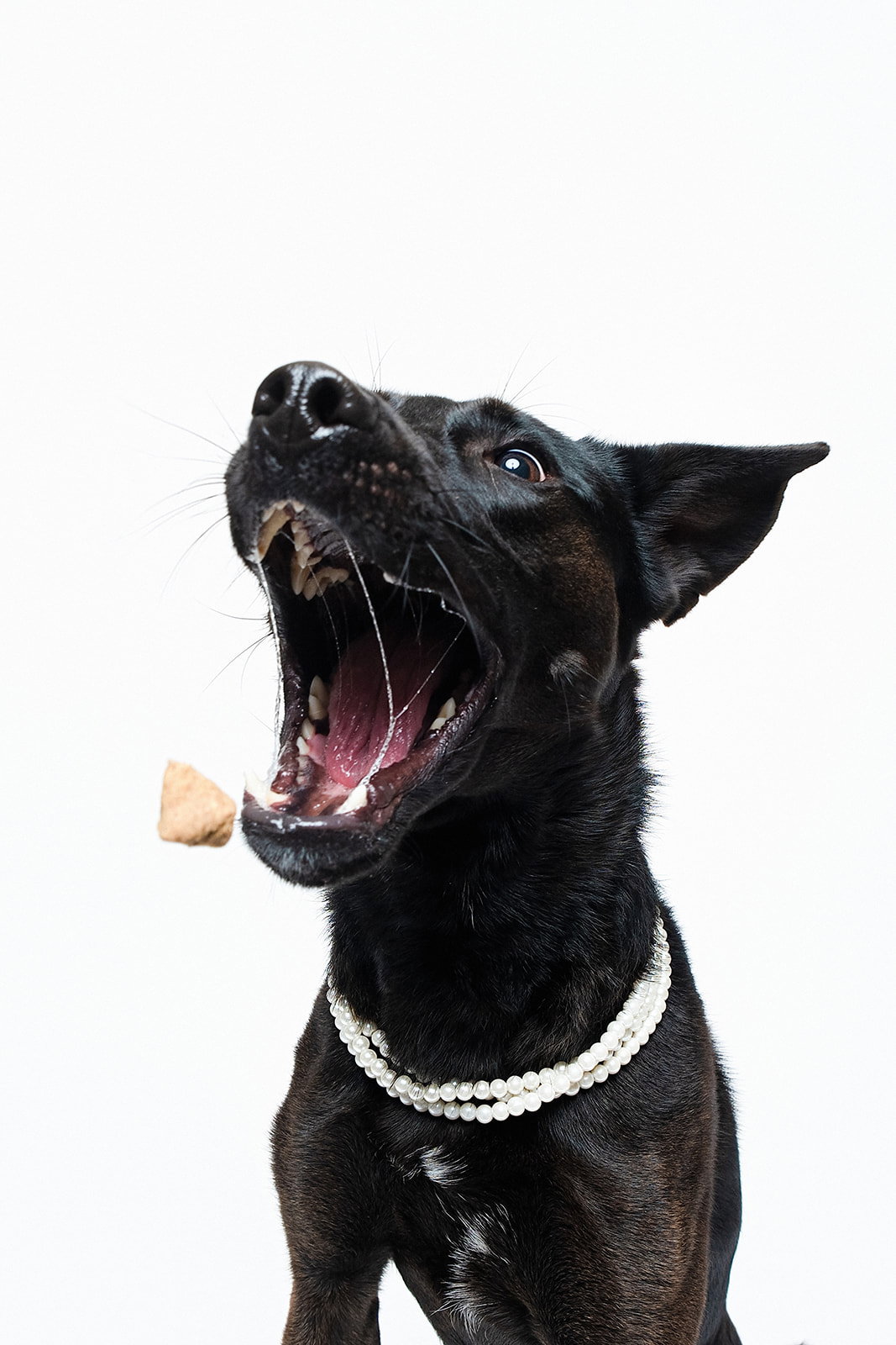 Forty, a young female Shepherd / German Shepherd Dog Mix
