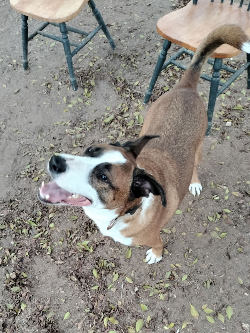 Cam Loki, a adult male Retriever Mix