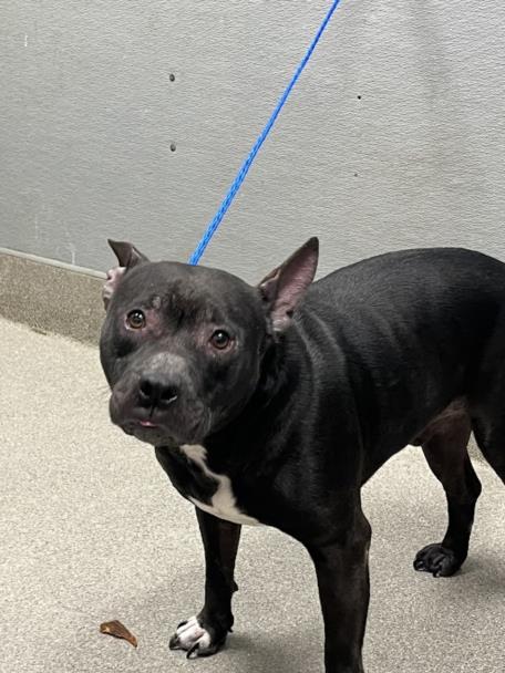 BEANS, a adult male Pit Bull Terrier Mix