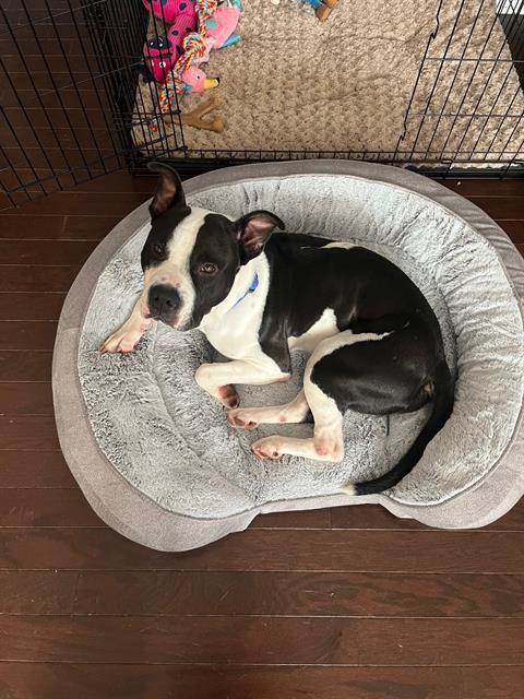 ORION, a adult male Pit Bull Terrier