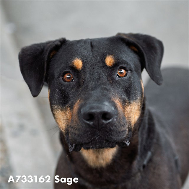 SAGE, a adult male Rottweiler Mix