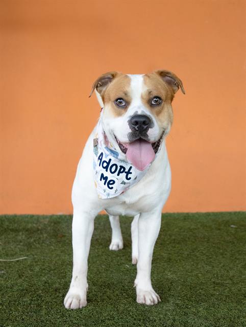 BENNY, a adult male American Bulldog Mix