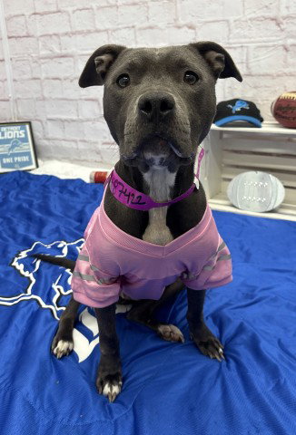 CECE CARTER, a adult female Pit Bull Terrier Mix