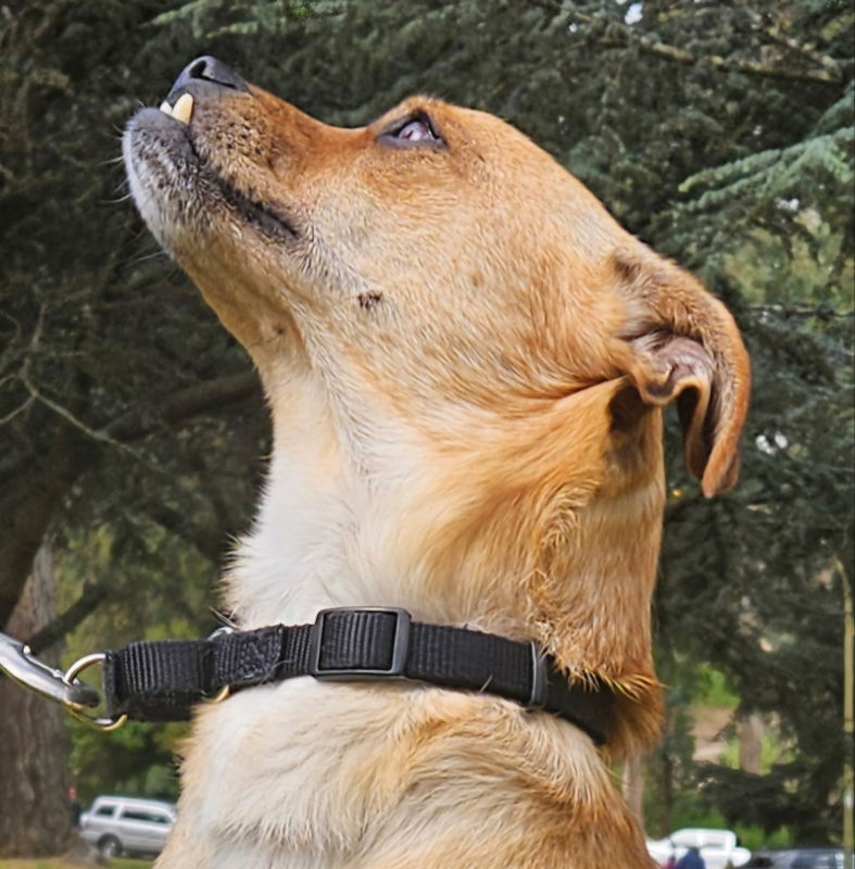 Grin, a senior male Pug / Beagle Mix