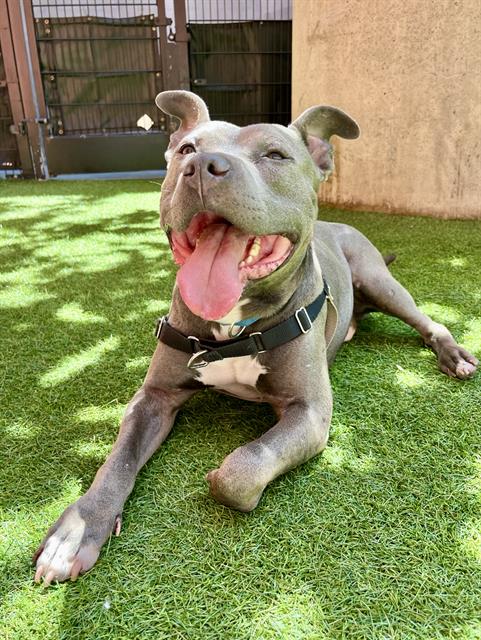 RYAN, a young male Pit Bull Terrier