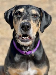 RUGER, a senior male Black and Tan Coonhound Mix