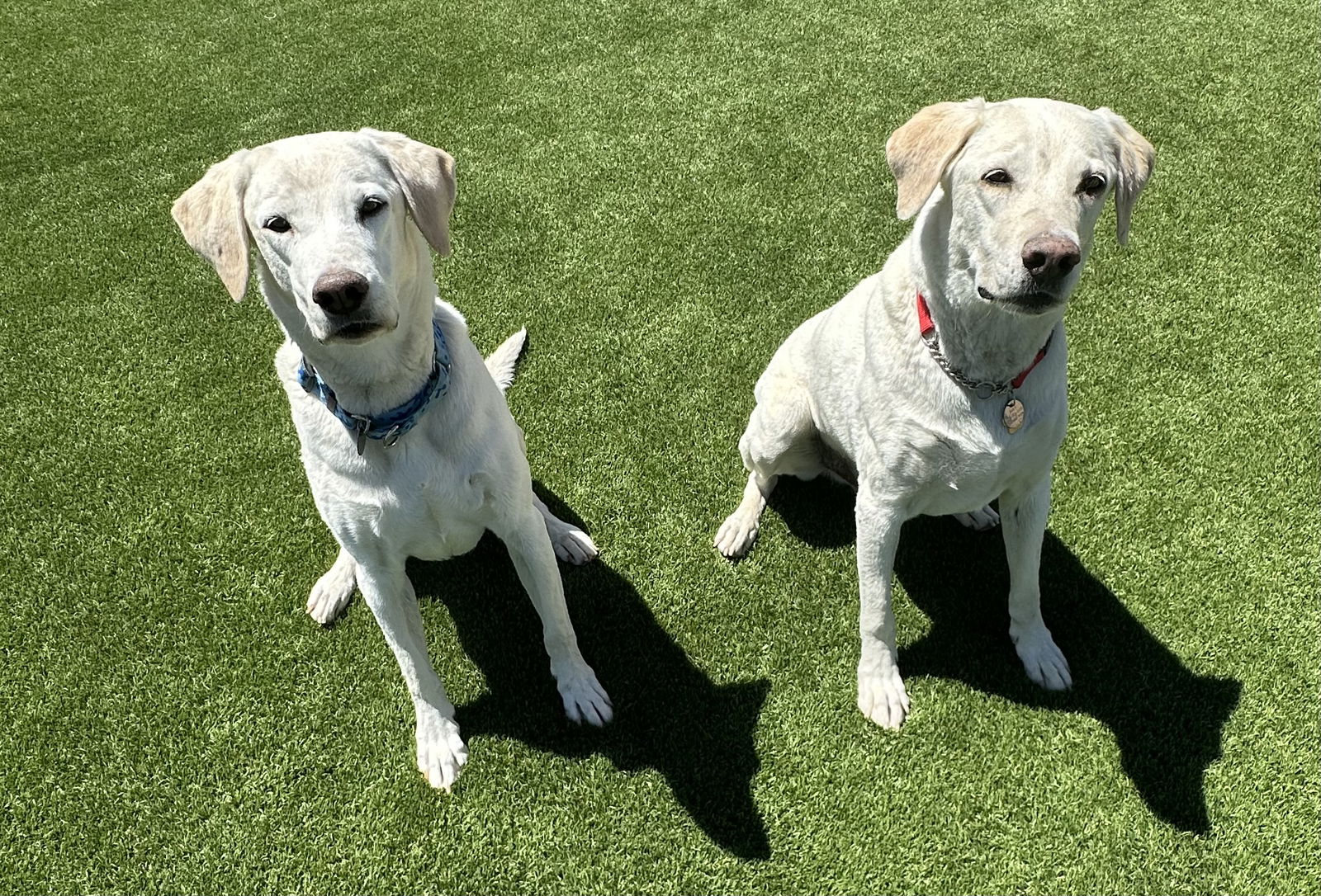 Max 8, a senior male Yellow Labrador Retriever Mix