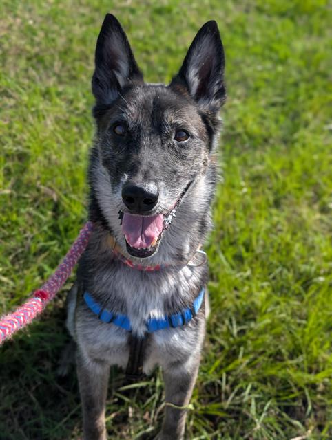 TIKI MASALA, a senior male Belgian Shepherd Malinois