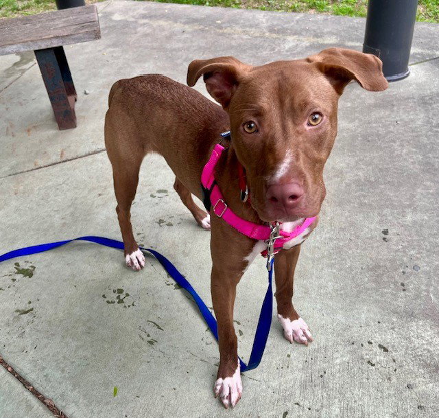 NYLA, a young female Pit Bull Terrier Mix