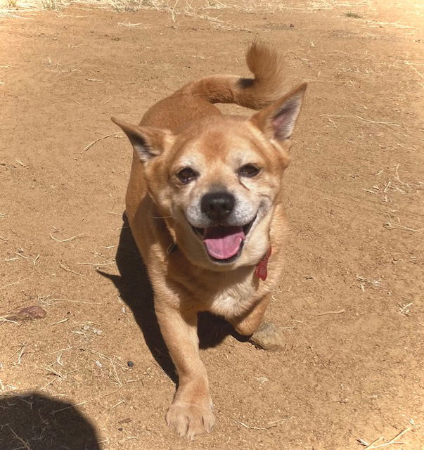 Chef, a adult male Corgi Mix