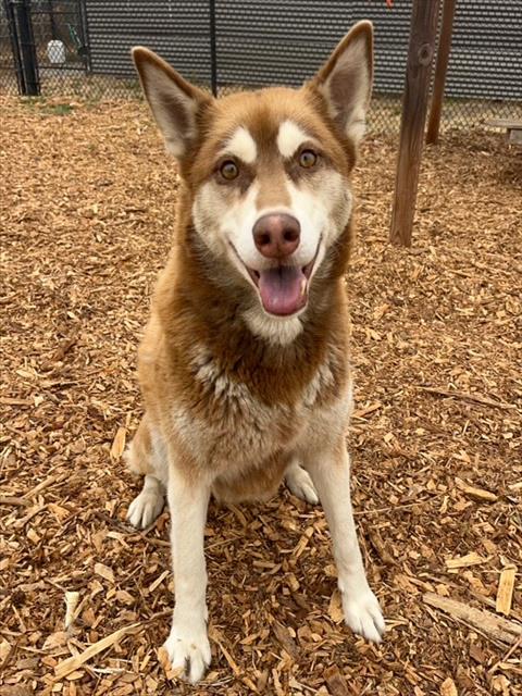 LUNA, a adult female Siberian Husky Mix