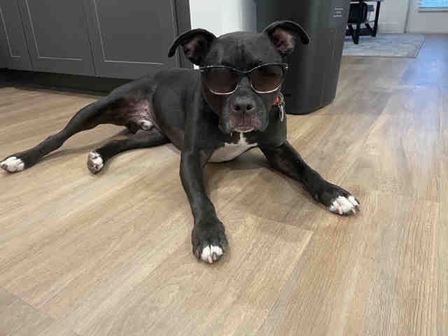 WAYLAN, a adult male American Pit Bull Terrier Mix