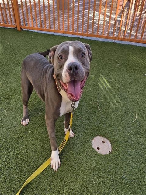 MIMI, a senior female Pit Bull Terrier Mix
