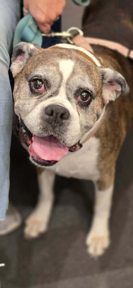 Sophie V - Silver Heart, a senior female Boxer