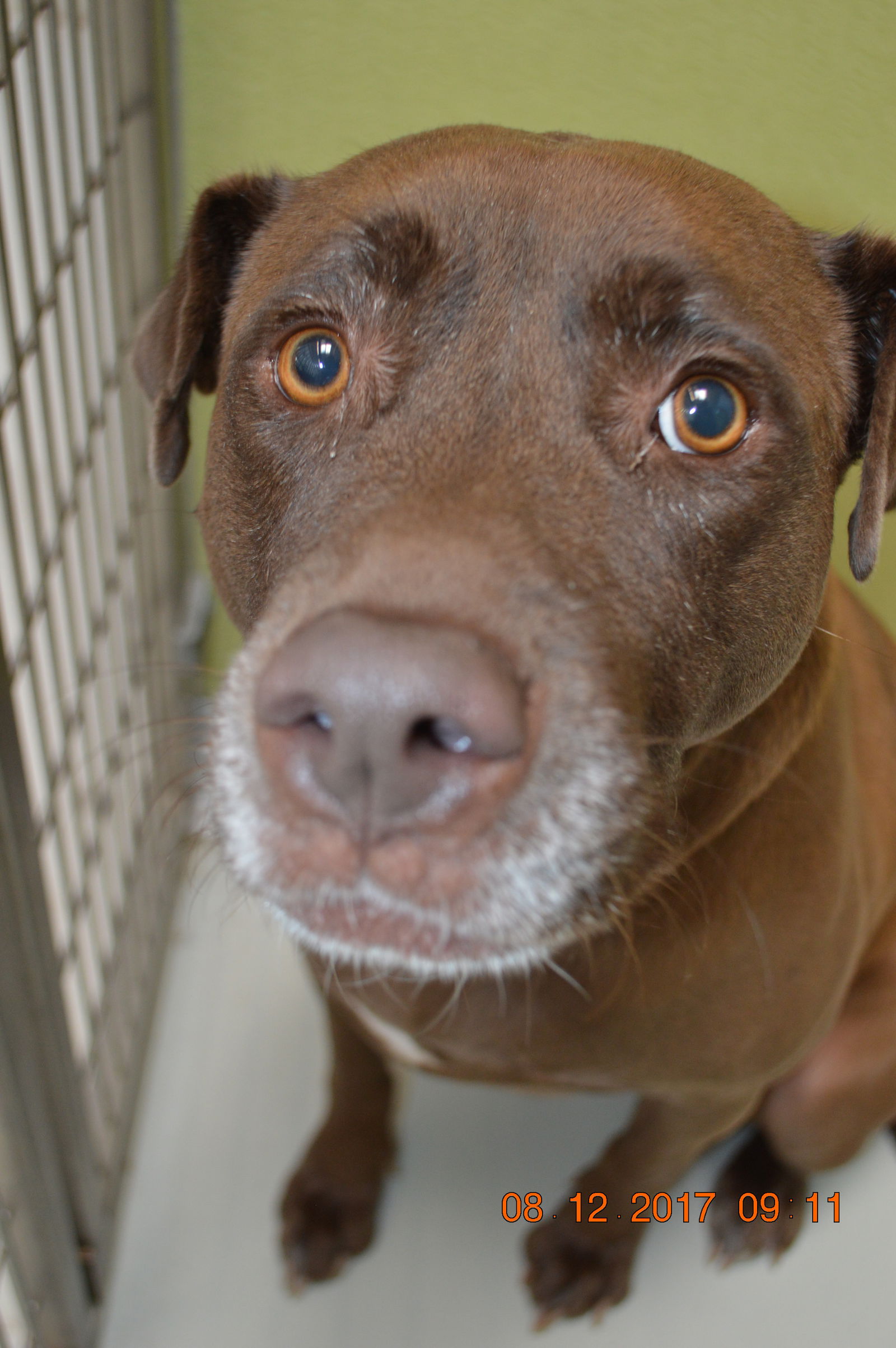 Coco, a senior female Labrador Retriever Mix