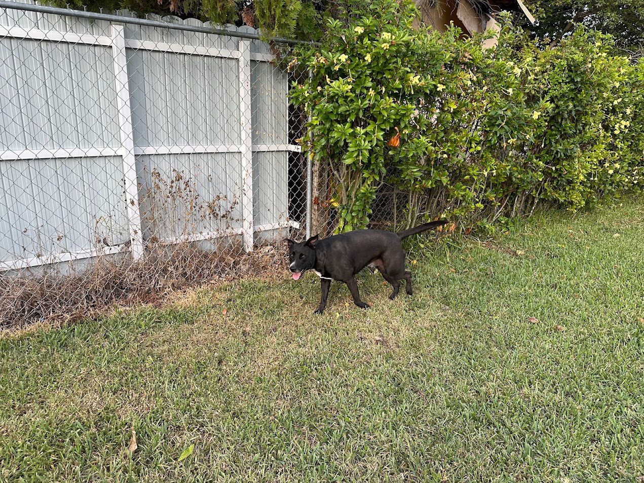 COURTESY POST: Felix, a adult female Labrador Retriever Mix