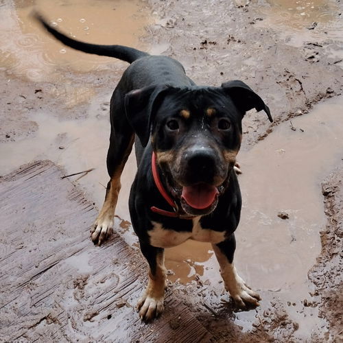 Draco, a adult male Rottweiler Mix