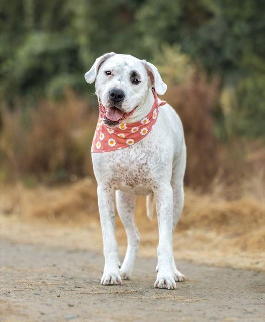 MILLIE, a adult female Dogo Argentino