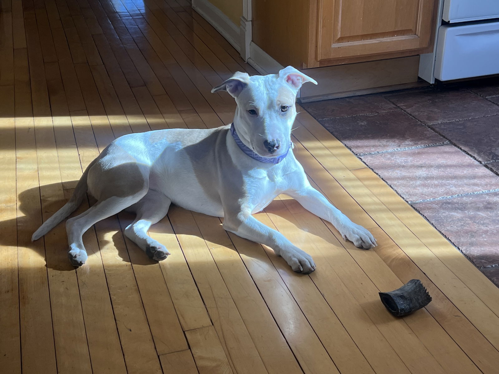 Pink, a adult female Pit Bull Terrier Mix