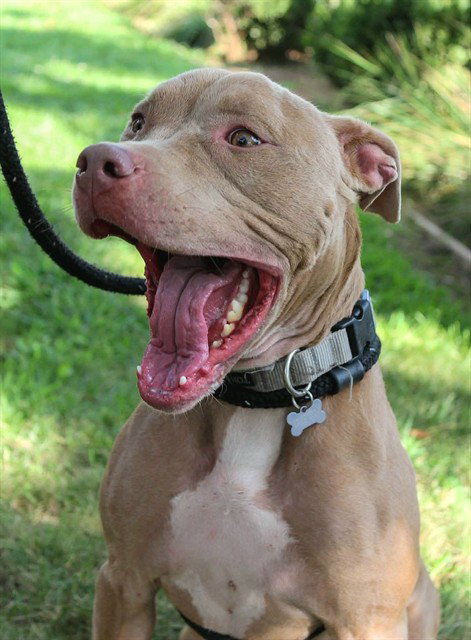 ZYLA, a adult female Pit Bull Terrier
