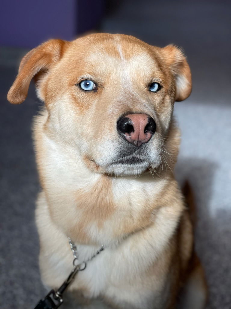 Skylar, a young male Husky Mix