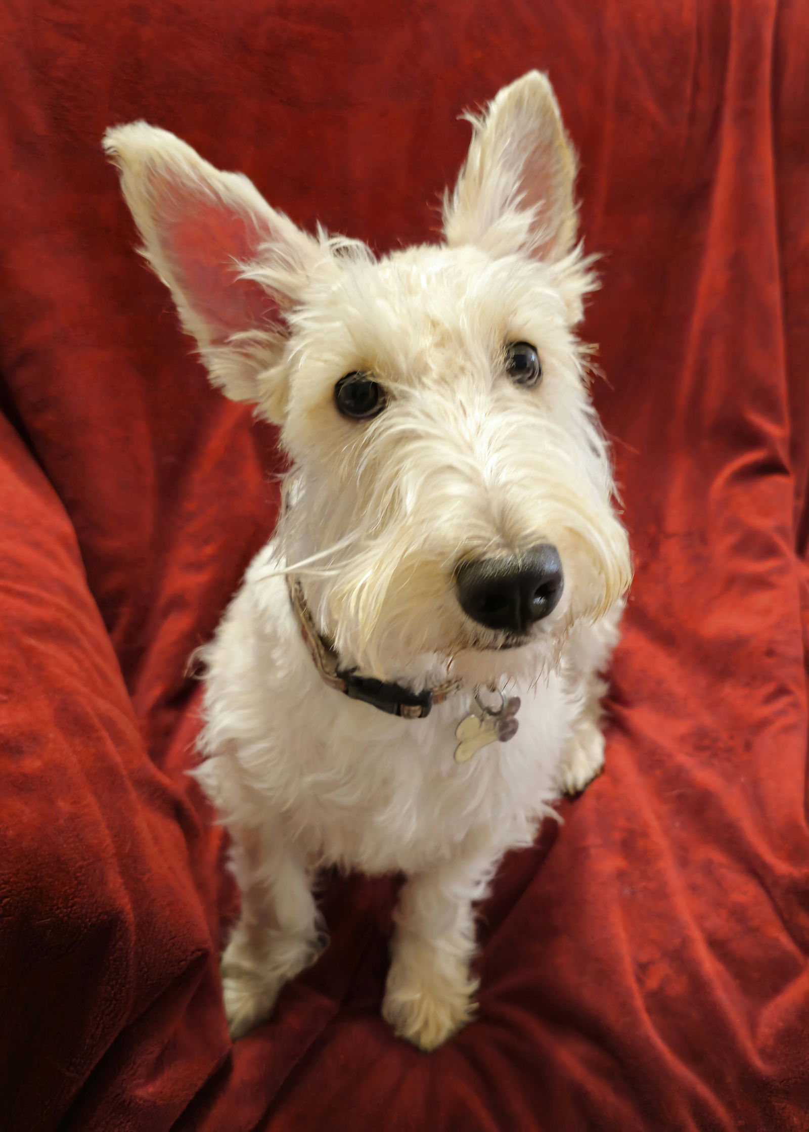 Cailean, a young male Scottish Terrier Scottie