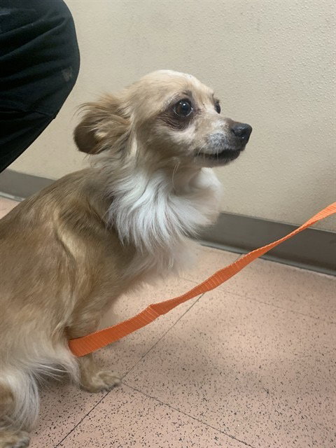 Naomi McGee, a young female Chihuahua / Pomeranian Mix