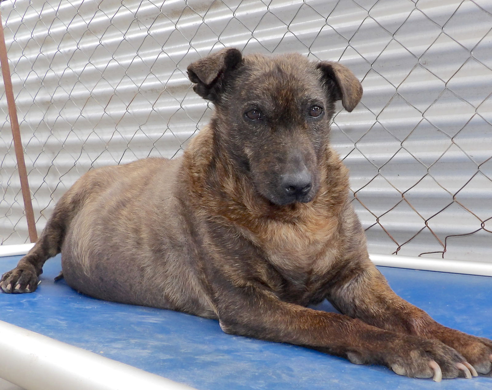 Helen, a senior female Shepherd Mix