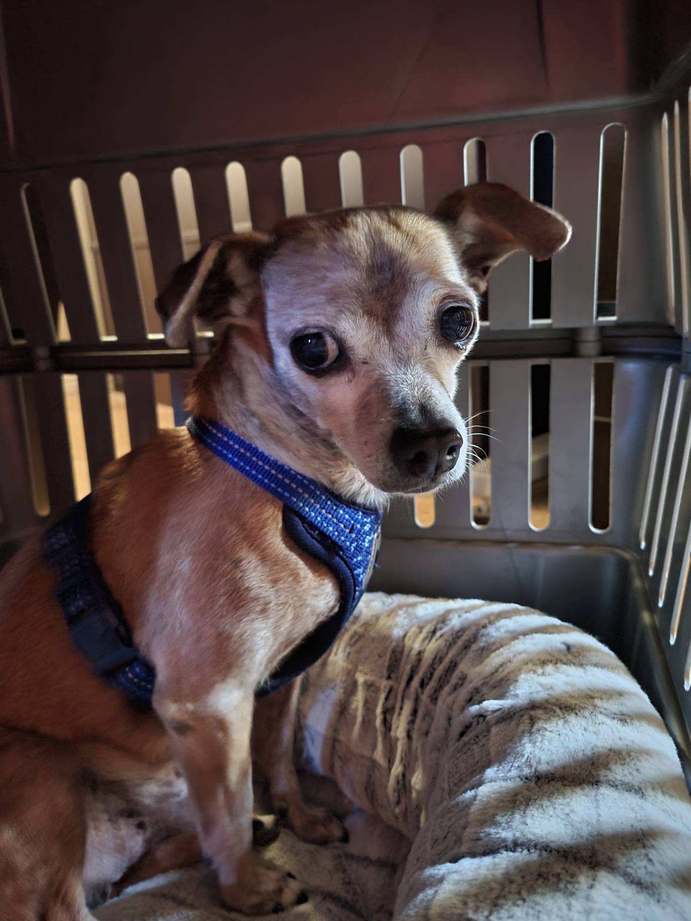 Justin, a senior male Chihuahua