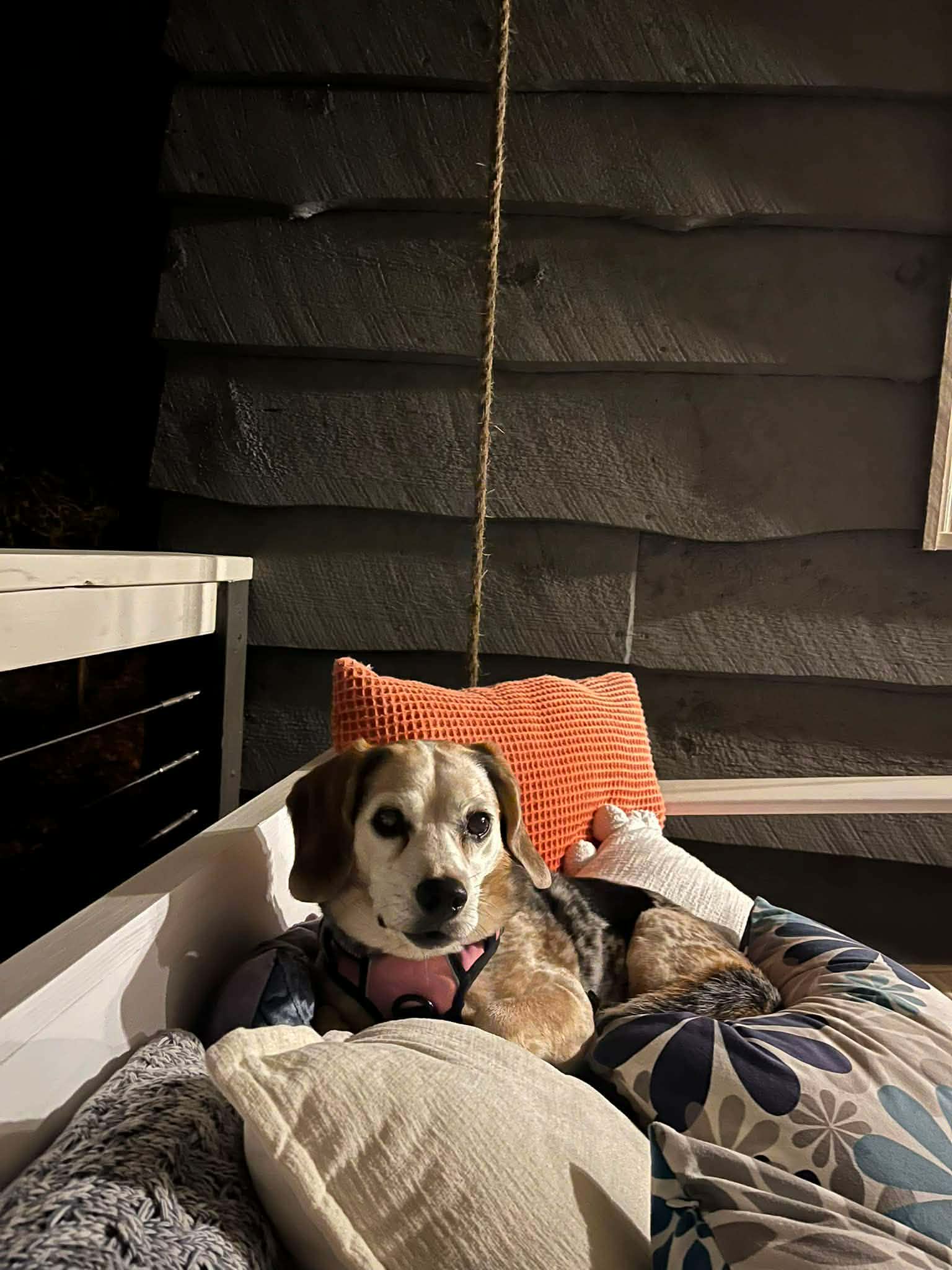 Bagel, a senior female Beagle