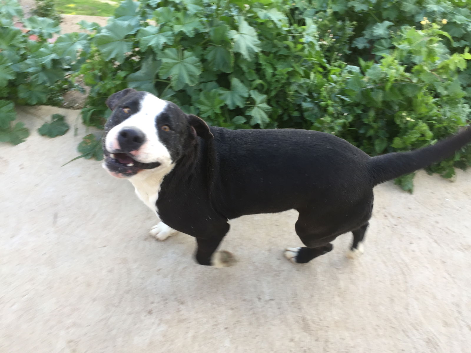 Hercules, a adult male Border Collie / Pit Bull Terrier Mix