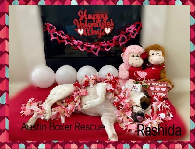 Rashida, a adult female Boxer