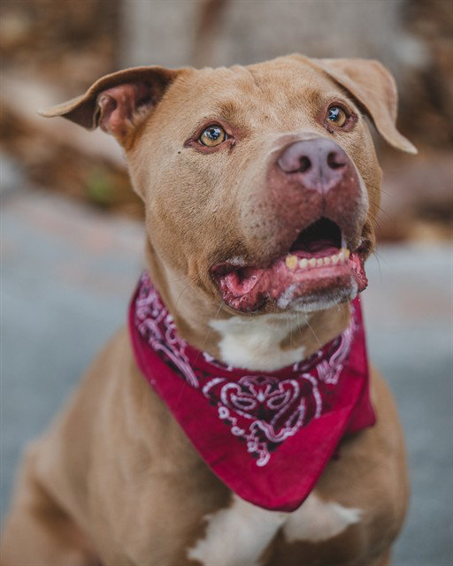 ROCCO, a adult male Pit Bull Terrier Mix