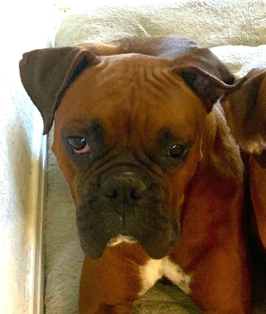 Kano, a senior male Boxer