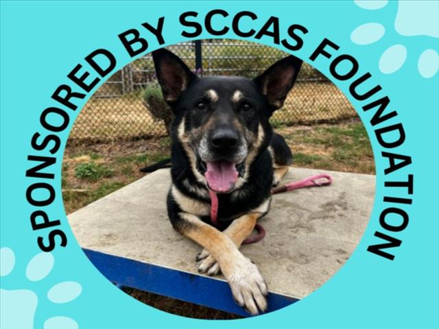 JEFFERSON*, a adult male German Shepherd Dog Mix